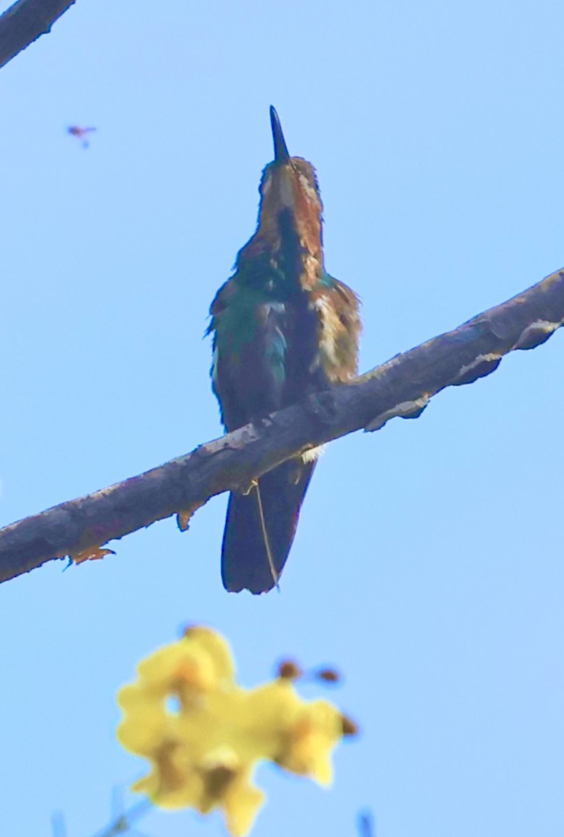 Green-breasted Mango - ML645601694