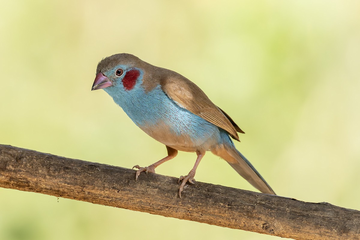 Red-cheeked Cordonbleu - ML645601695