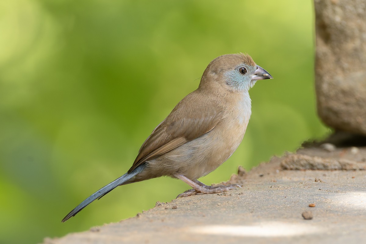 Red-cheeked Cordonbleu - ML645601696