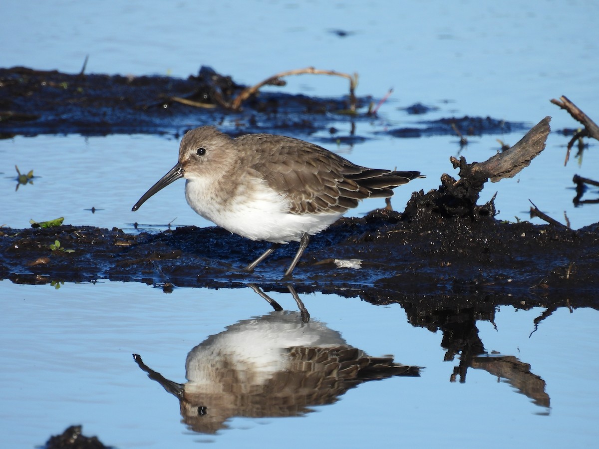 Dunlin - ML645601697