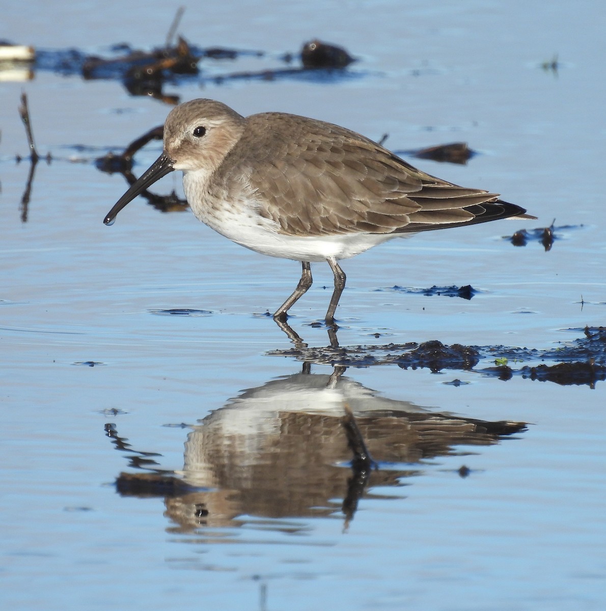 Dunlin - ML645601699