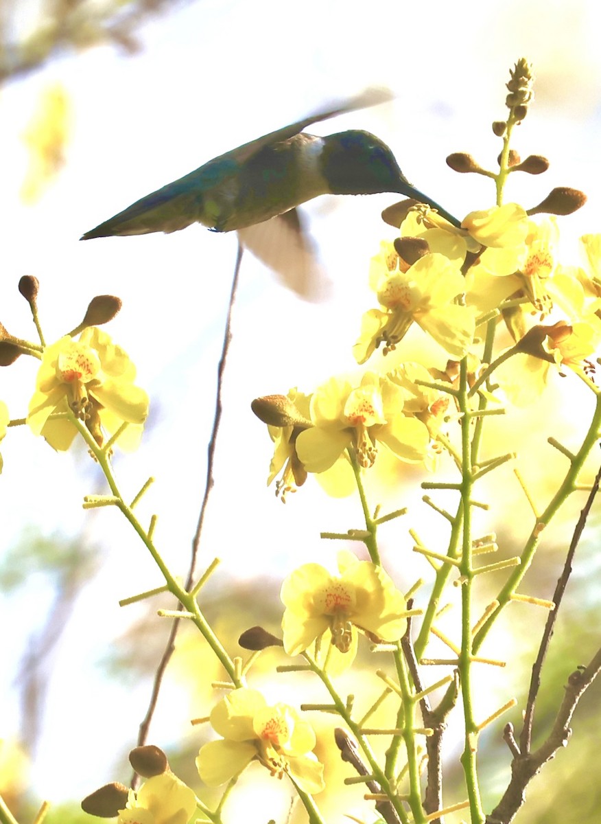 Ruby-throated Hummingbird - ML645601725