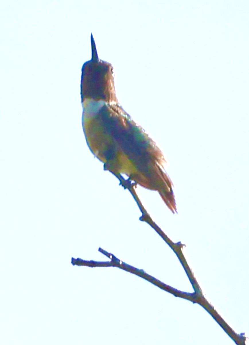 Ruby-throated Hummingbird - ML645601726