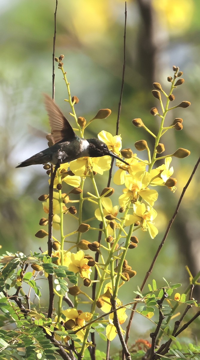 Ruby-throated Hummingbird - ML645601727