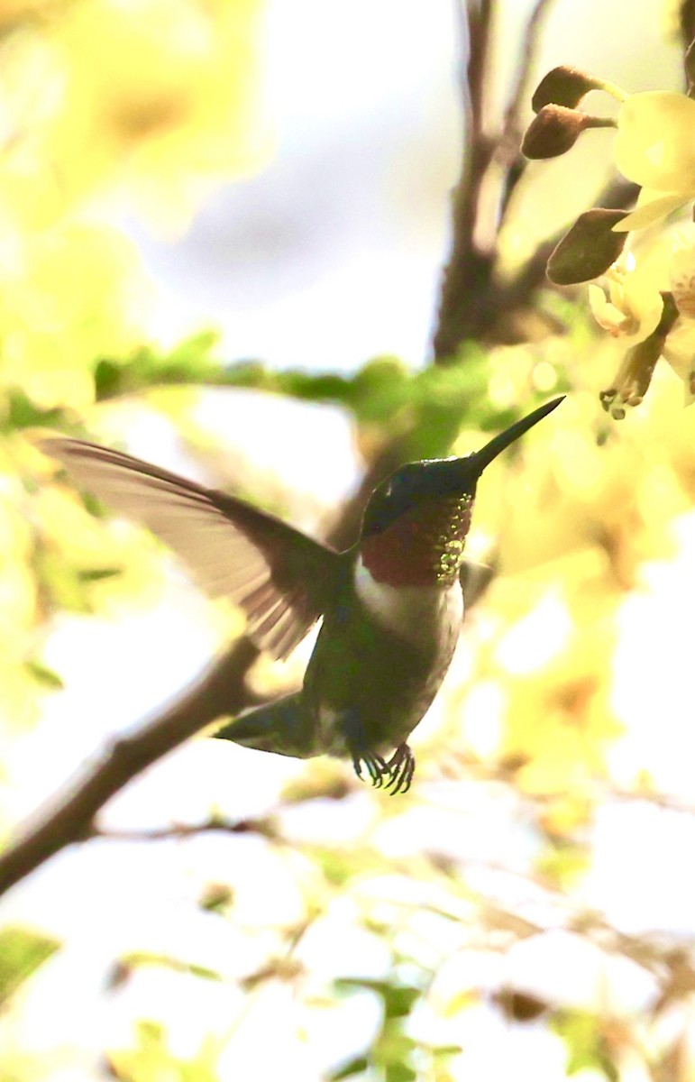 Ruby-throated Hummingbird - ML645601728