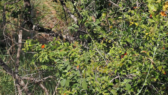 Kırmızı İskete - ML645601729