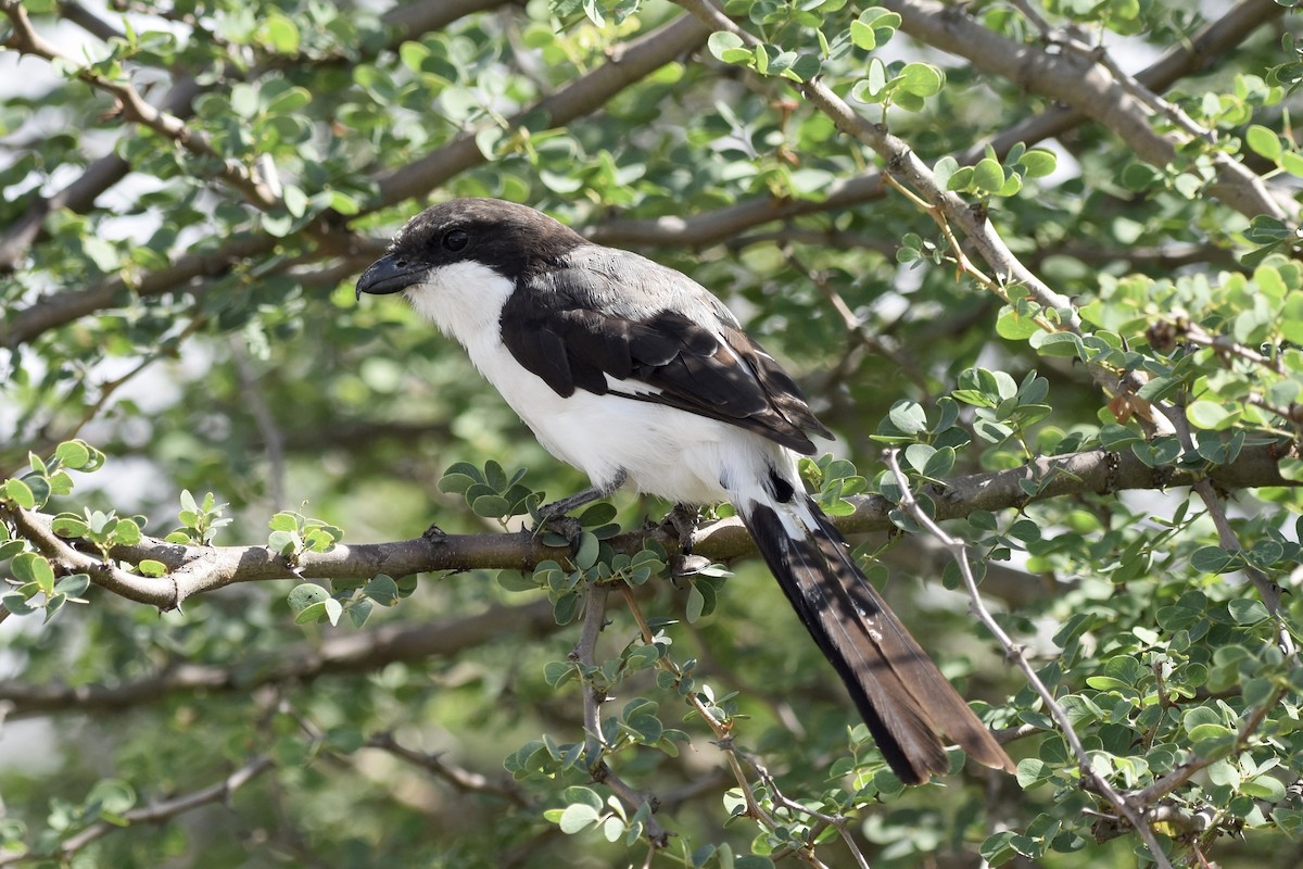 Сероспинный фискал - ML645601733