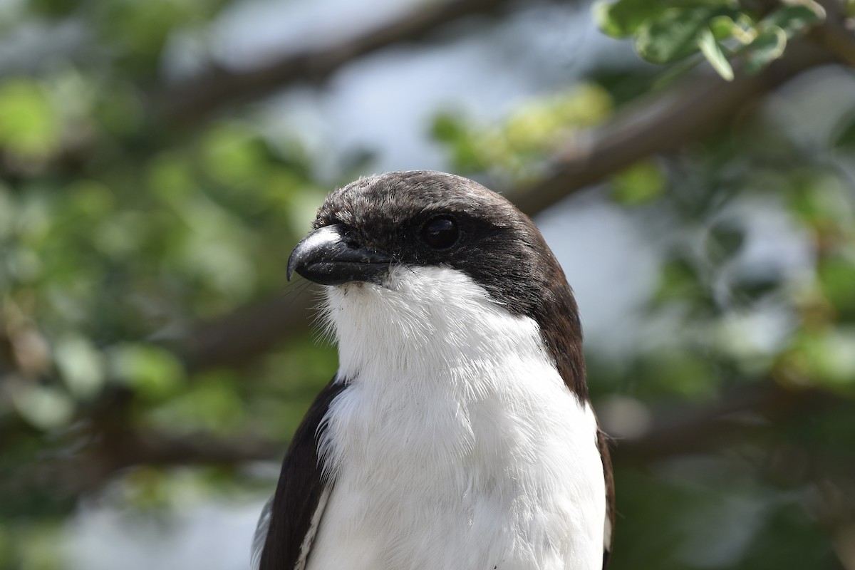 Сероспинный фискал - ML645601734