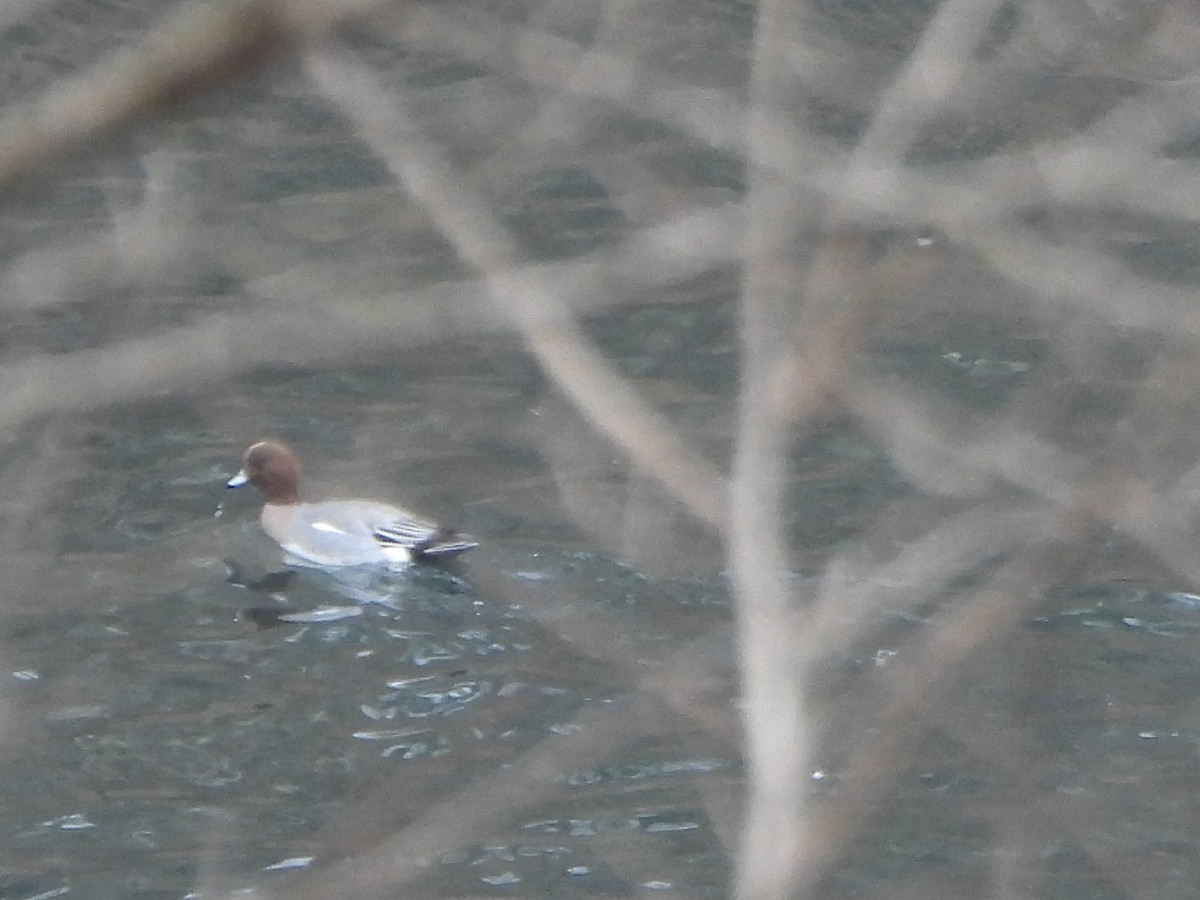 Зээрд нугас - ML645601741