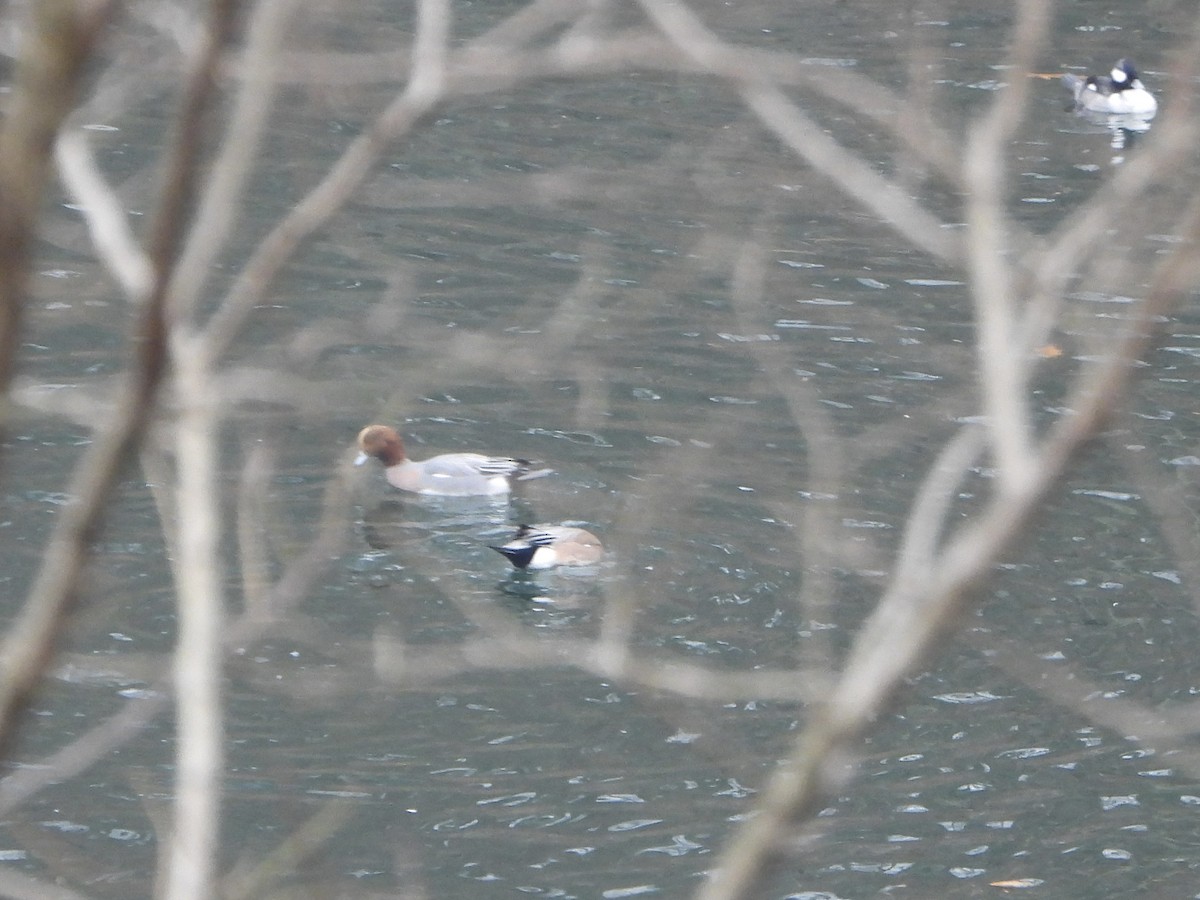 Зээрд нугас - ML645601742