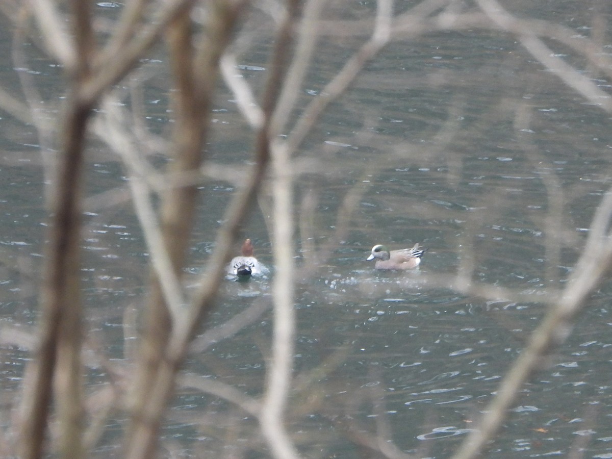 Зээрд нугас - ML645601743