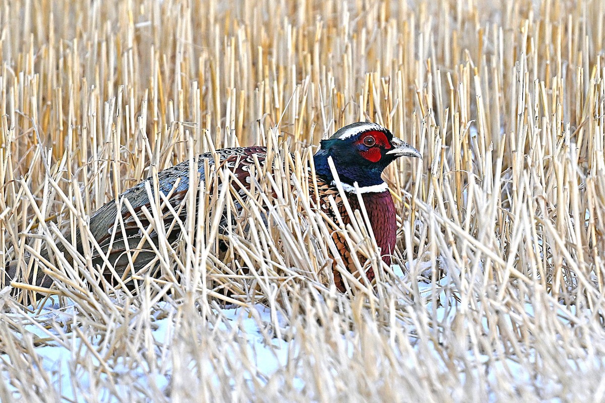 bažant obecný - ML645601748