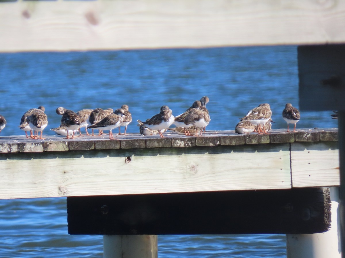 Камнешарка - ML645601754