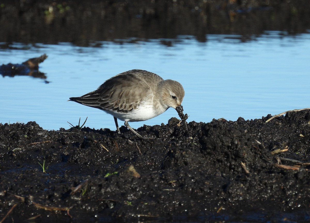 Чернозобик - ML645601755