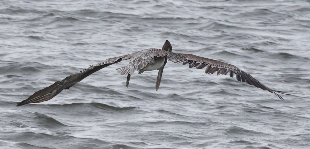 Бурый пеликан - ML645601757