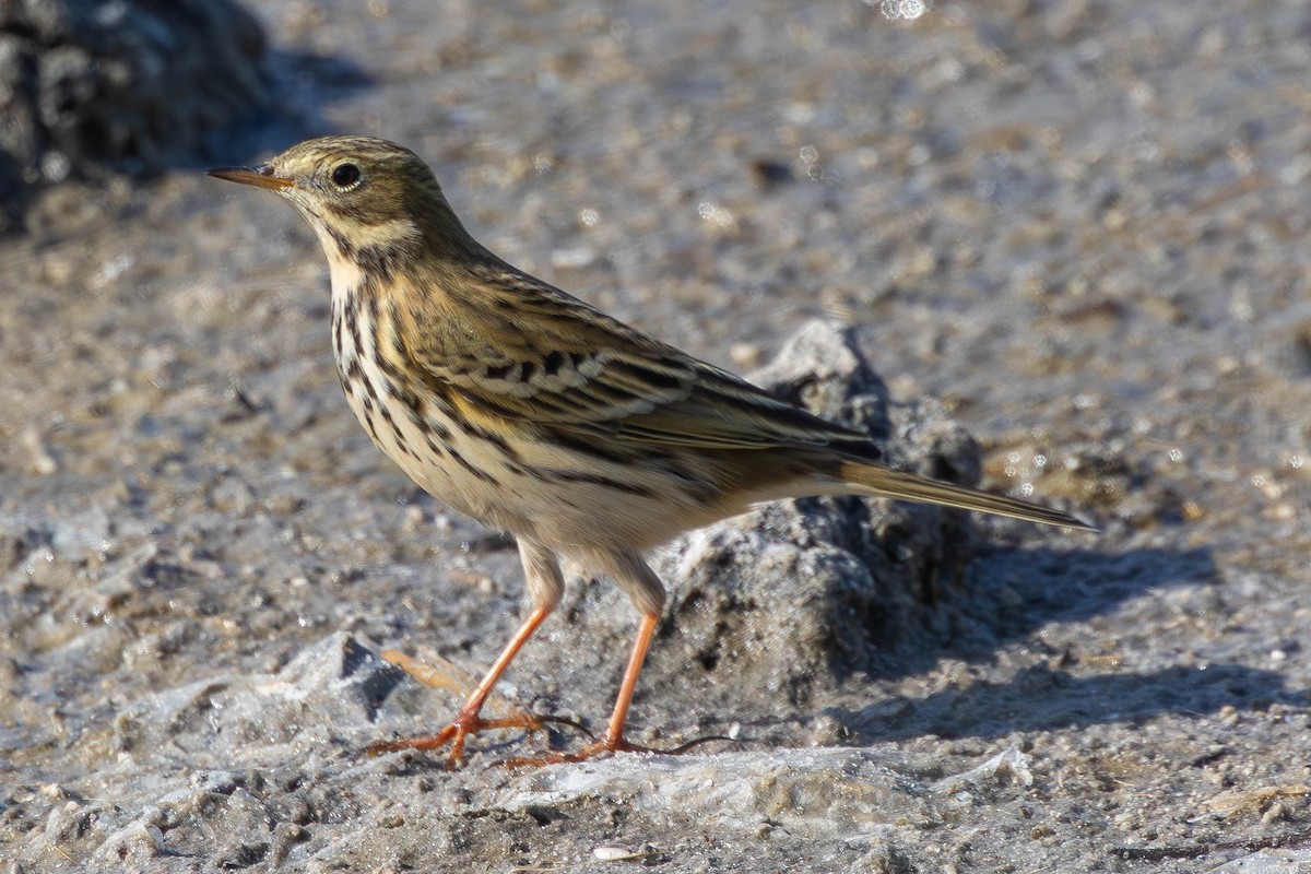 Луговой конёк - ML645601758