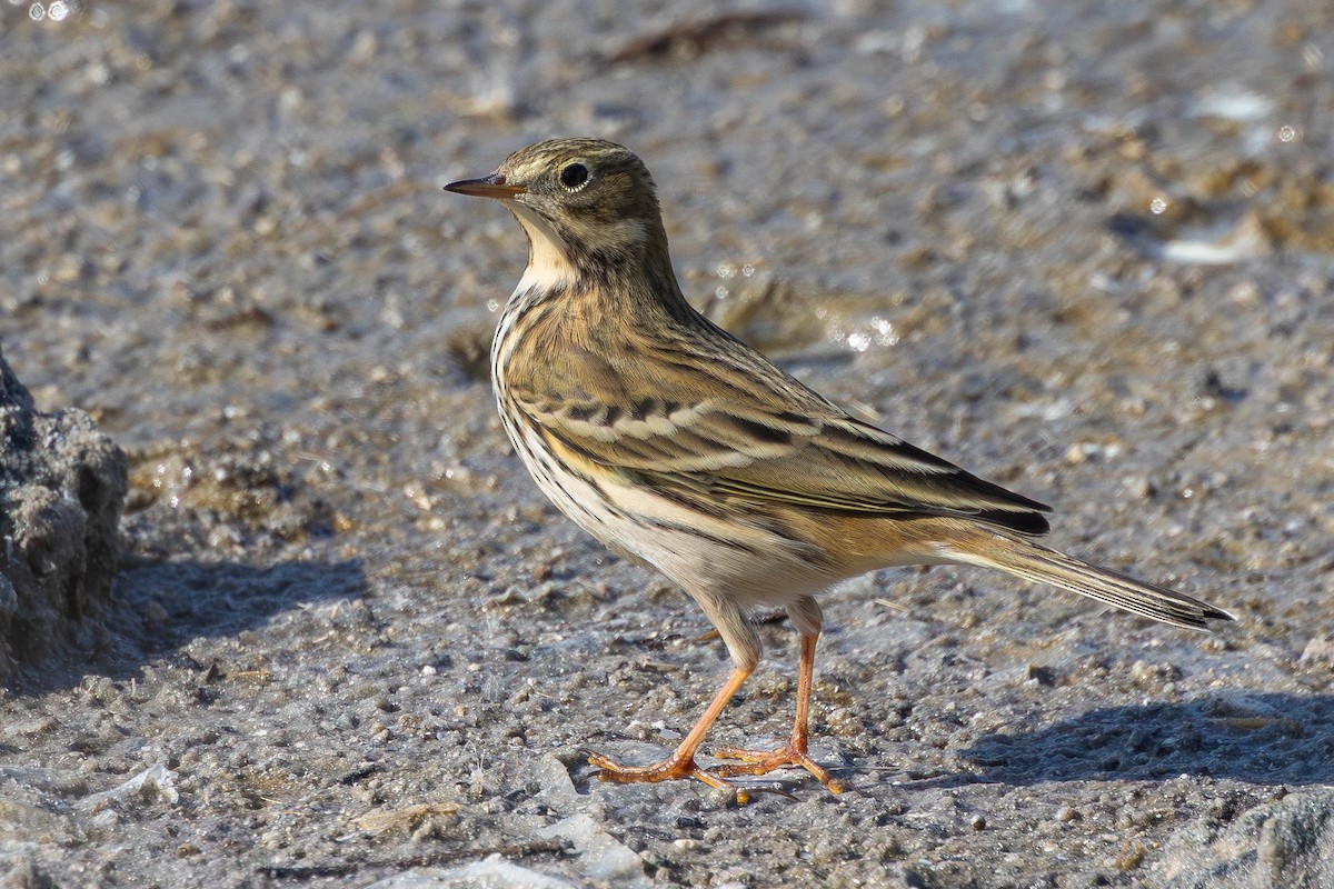 Луговой конёк - ML645601759