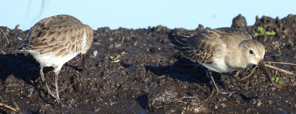 Чернозобик - ML645601760