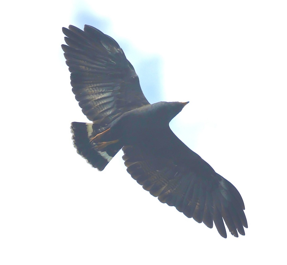 Чёрный крабоед - ML645601761