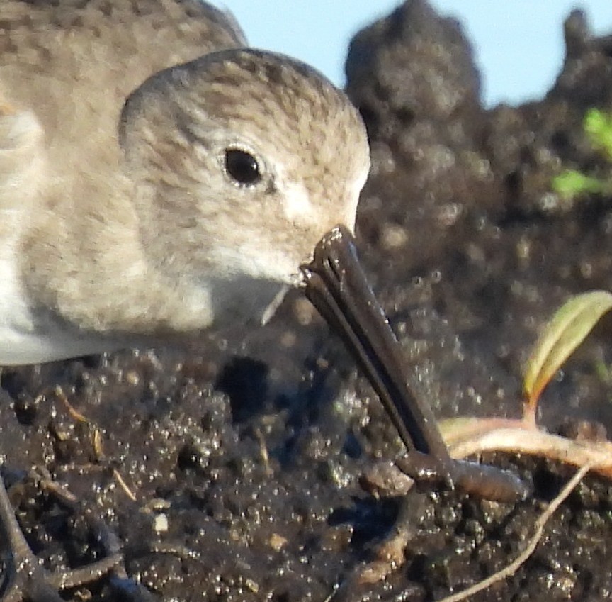Чернозобик - ML645601762