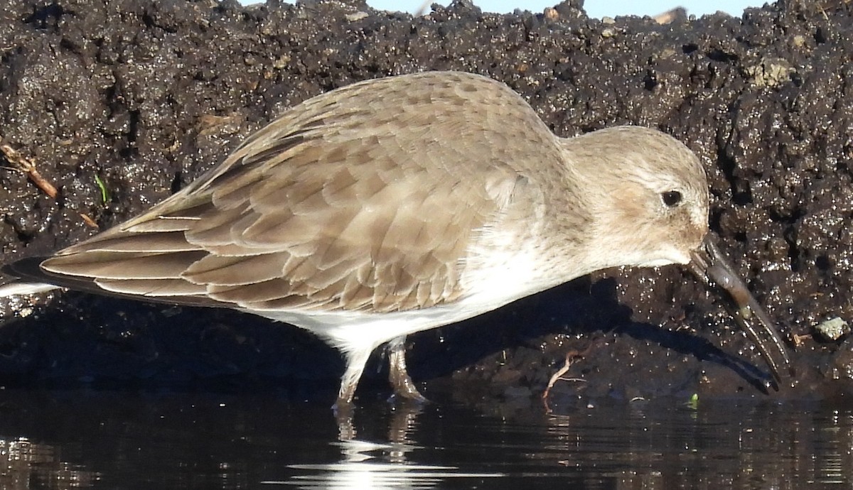 Чернозобик - ML645601766