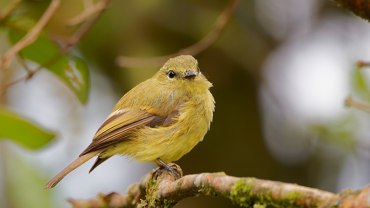 Желтоватая курэта - ML645601767