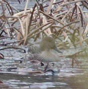 Шилохвость - ML645601769