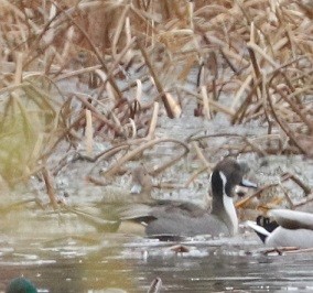 Шилохвость - ML645601770