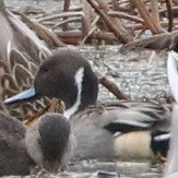 Шилохвость - ML645601771