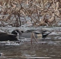 Шилохвость - ML645601773