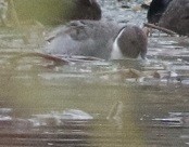 Шилохвость - ML645601774