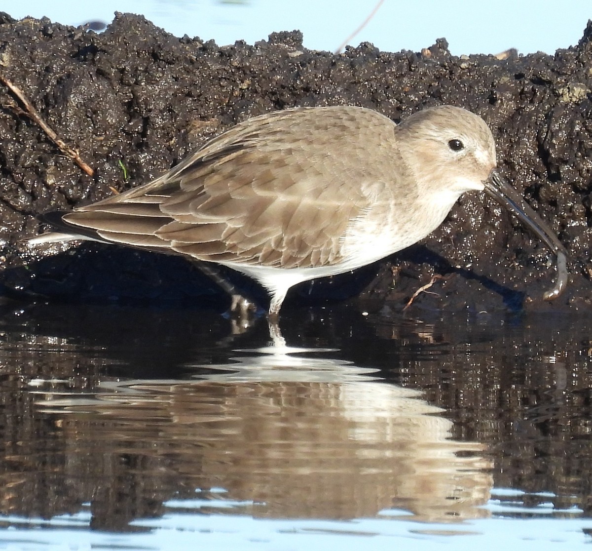 Чернозобик - ML645601775