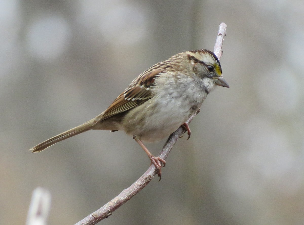 Белогорлая зонотрихия - ML645601778