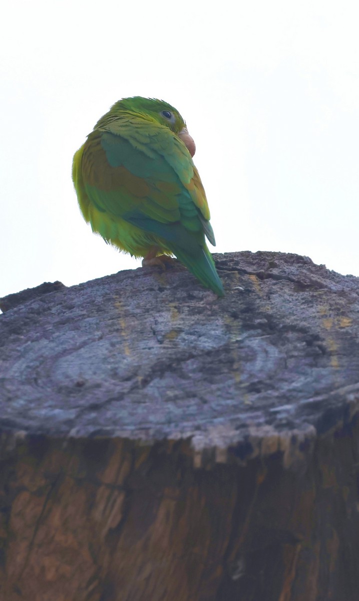 Оранжевогорлая катита - ML645601780