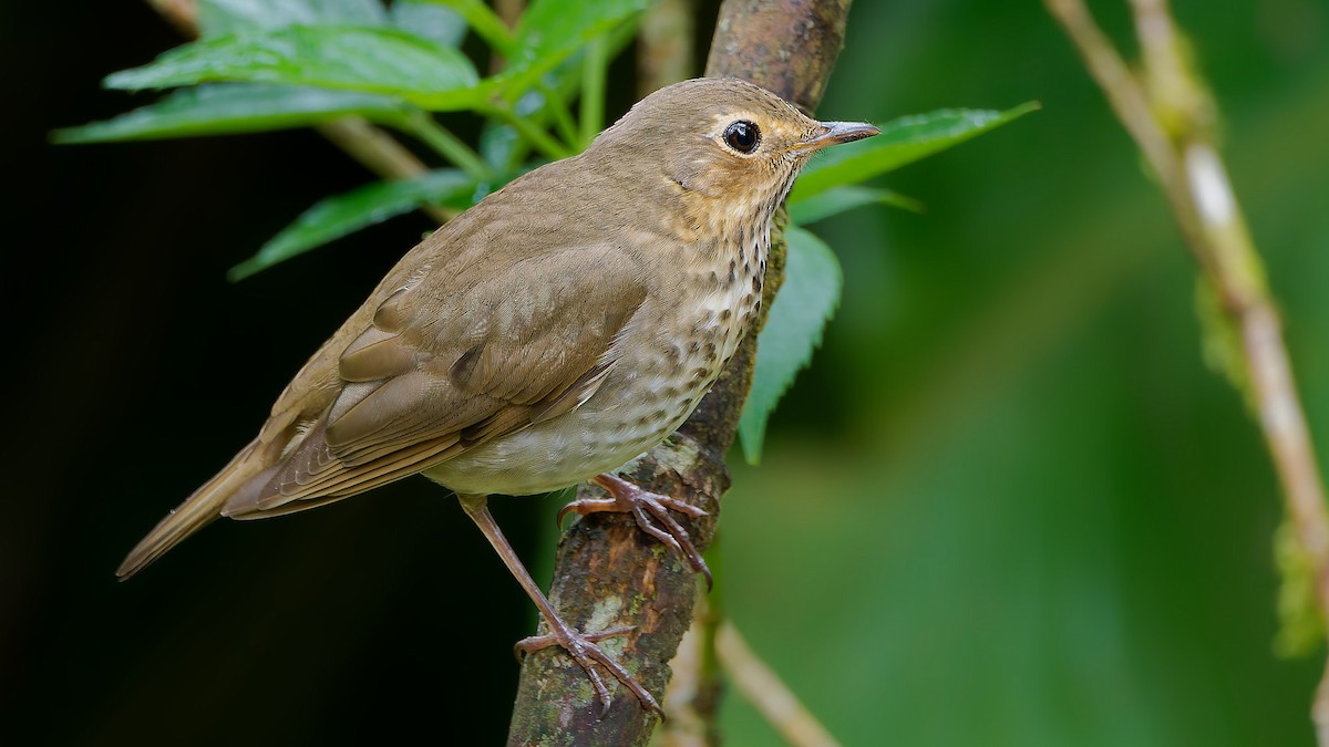 Дрозд Свэнсона - ML645601791