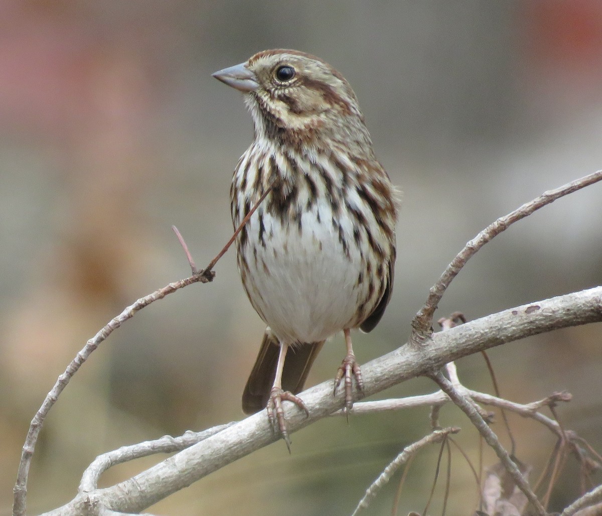 Певчая овсянка - ML645601792
