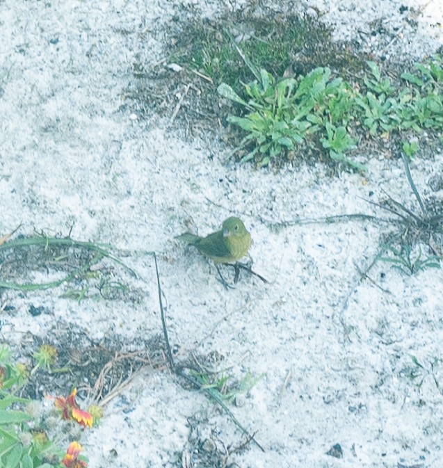 Painted Bunting - ML645601793