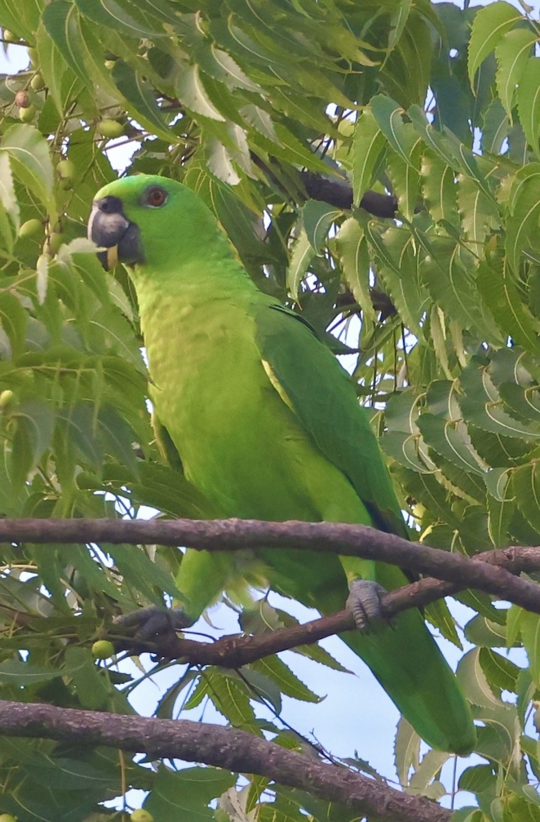 Желтошейный амазон - ML645601796