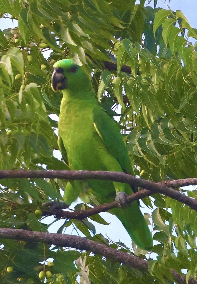 Желтошейный амазон - ML645601797