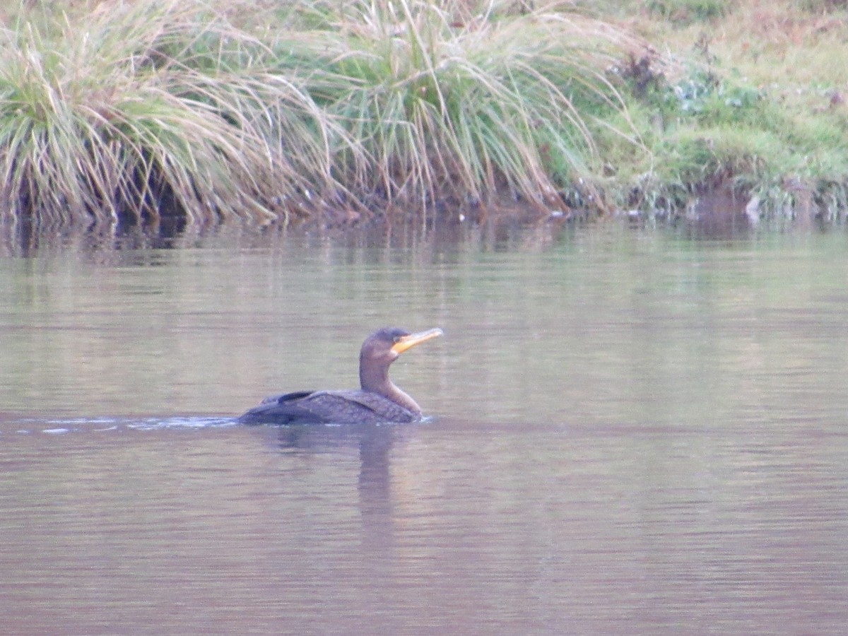 Ушастый баклан - ML645601798