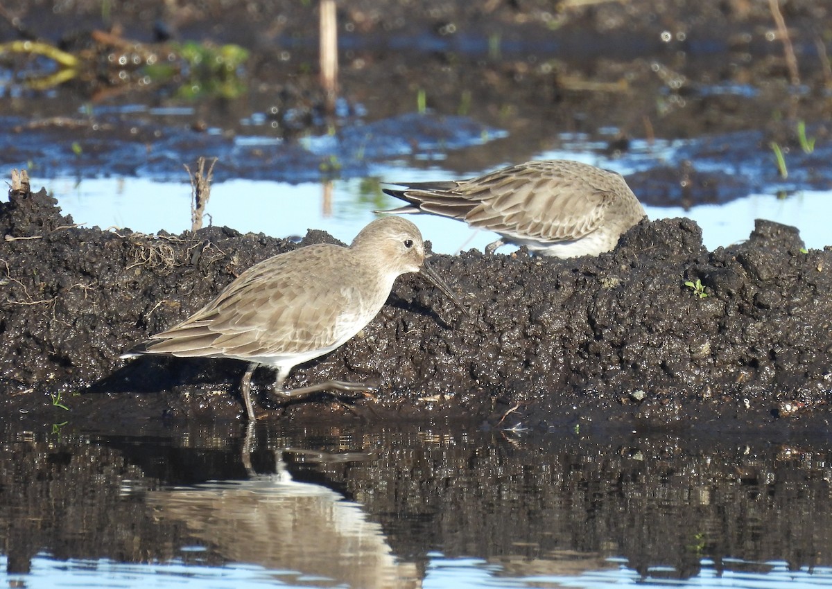 Чернозобик - ML645601800