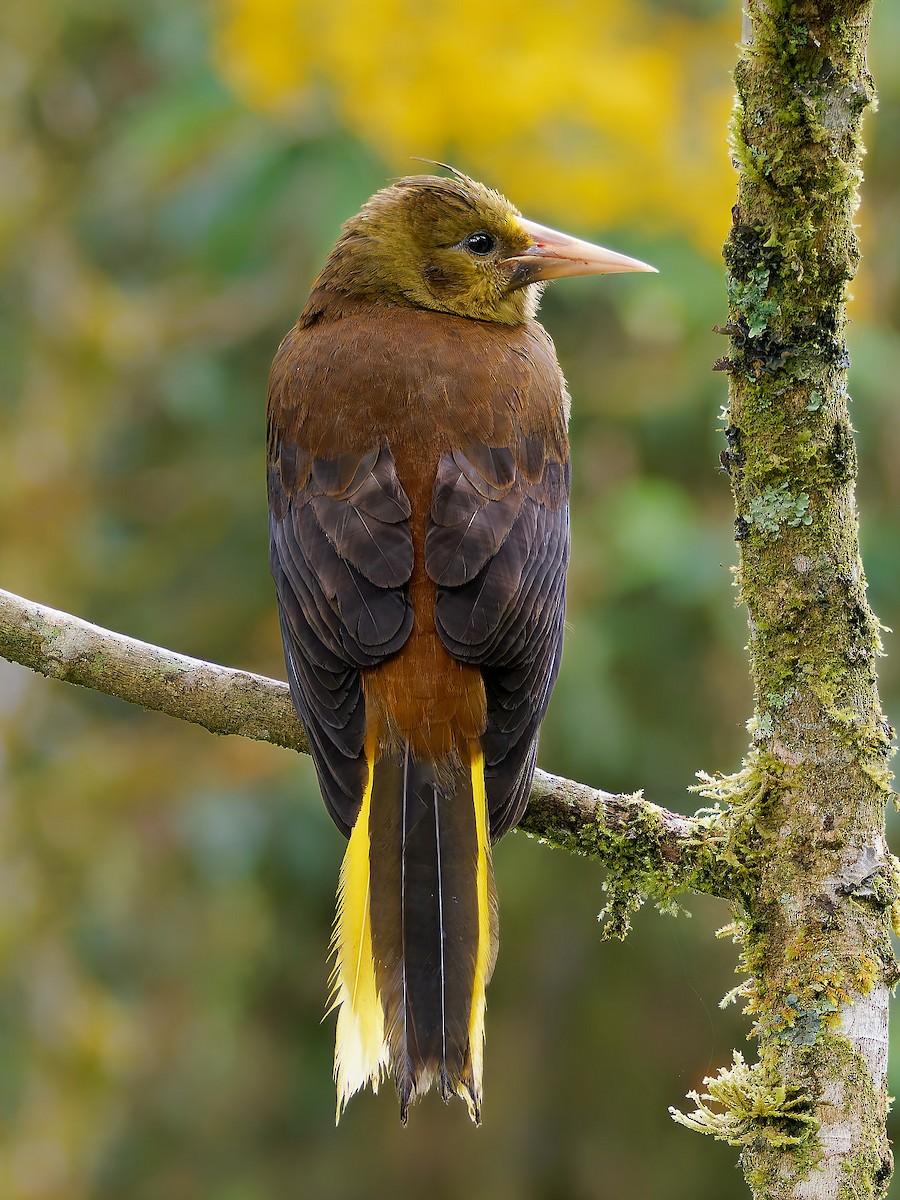 Узкоклювая оропендола - ML645601801