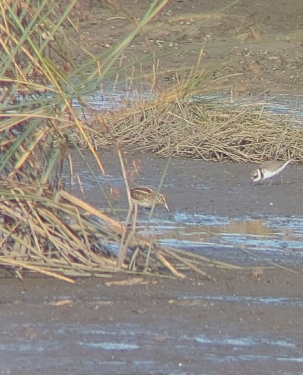 Agachadiza Chica - ML645601821