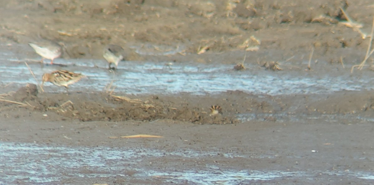 Agachadiza Chica - ML645601822