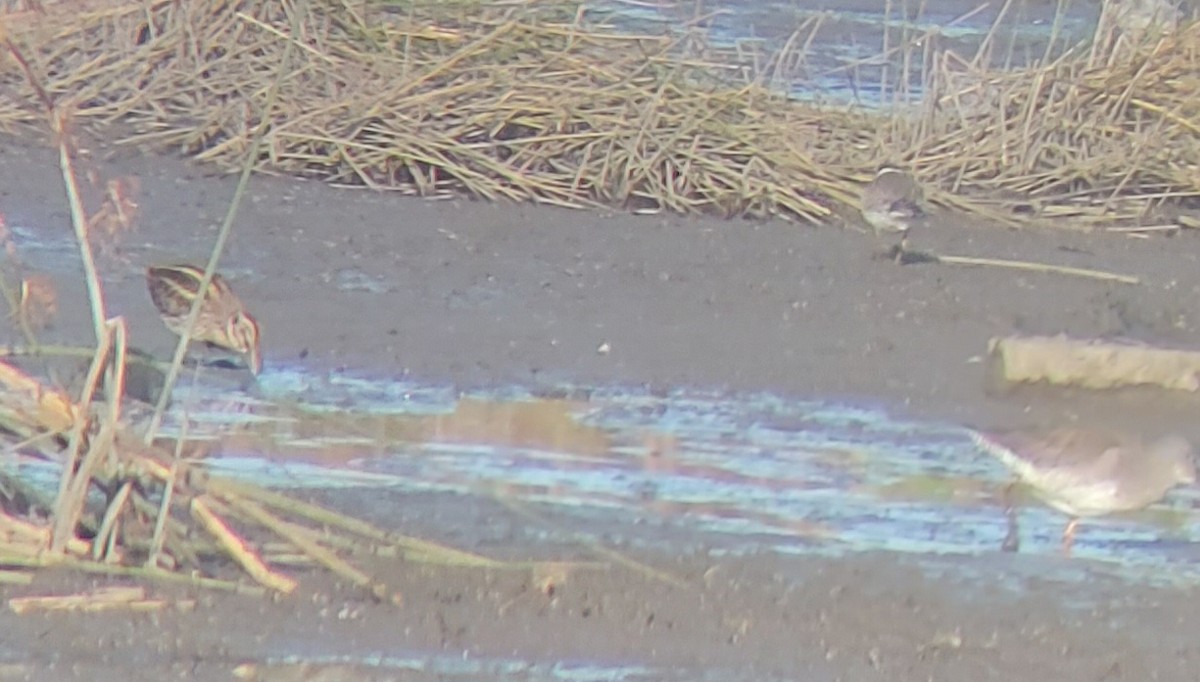 Agachadiza Chica - ML645601823