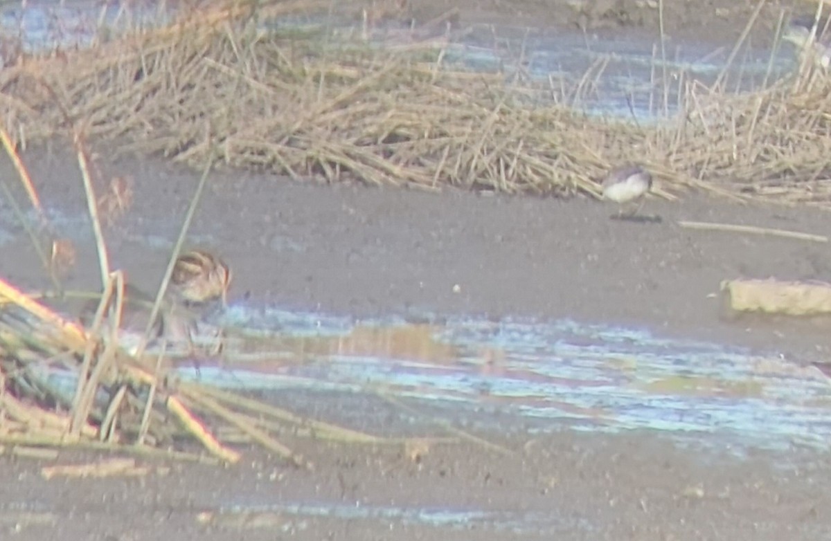 Agachadiza Chica - ML645601824