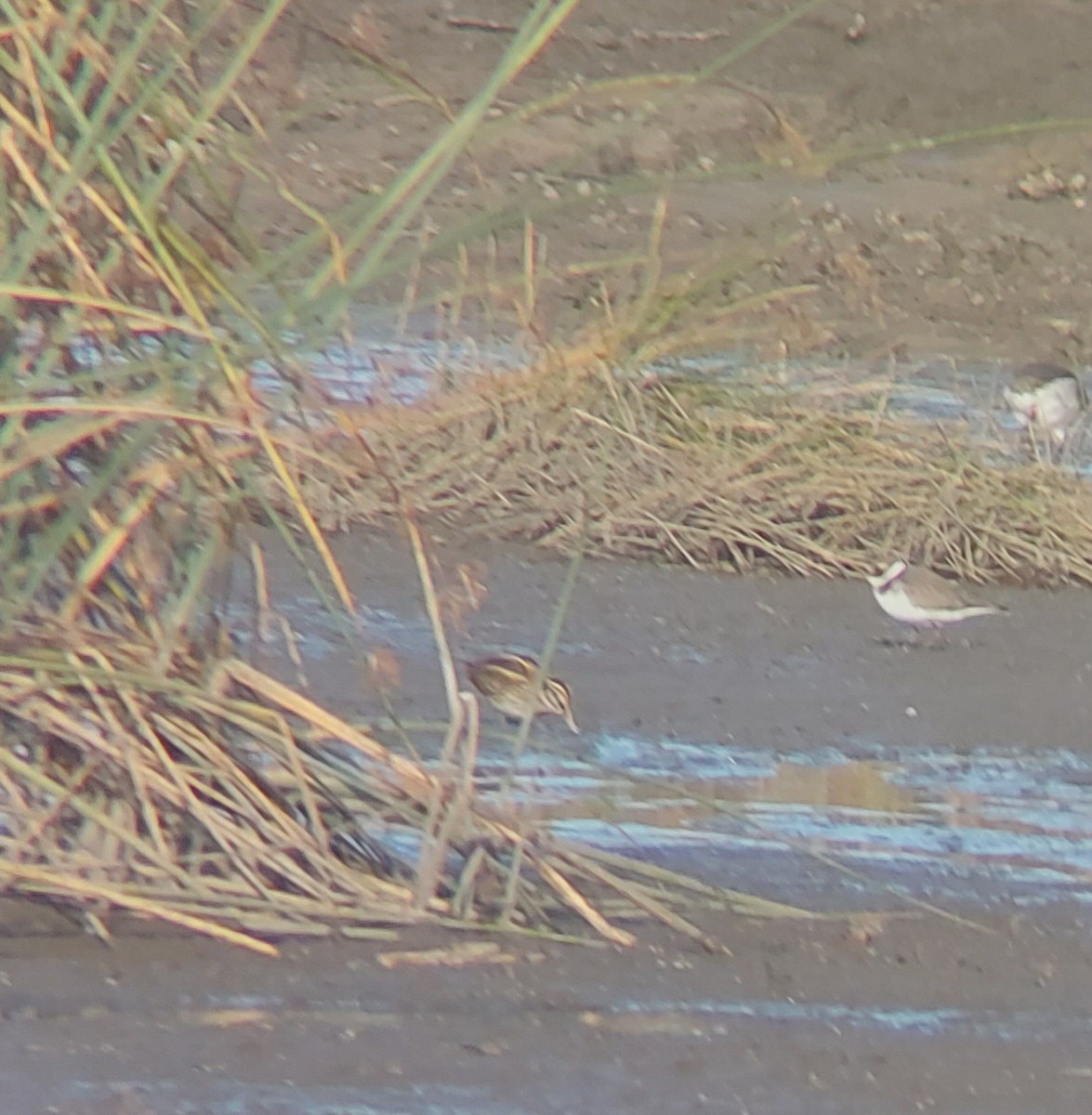 Agachadiza Chica - ML645601825