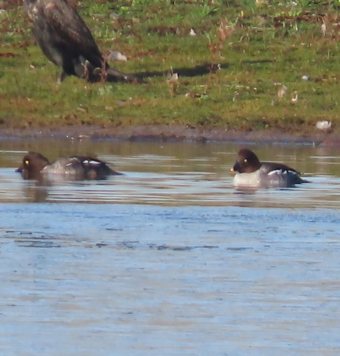 Common Goldeneye - ML645601844