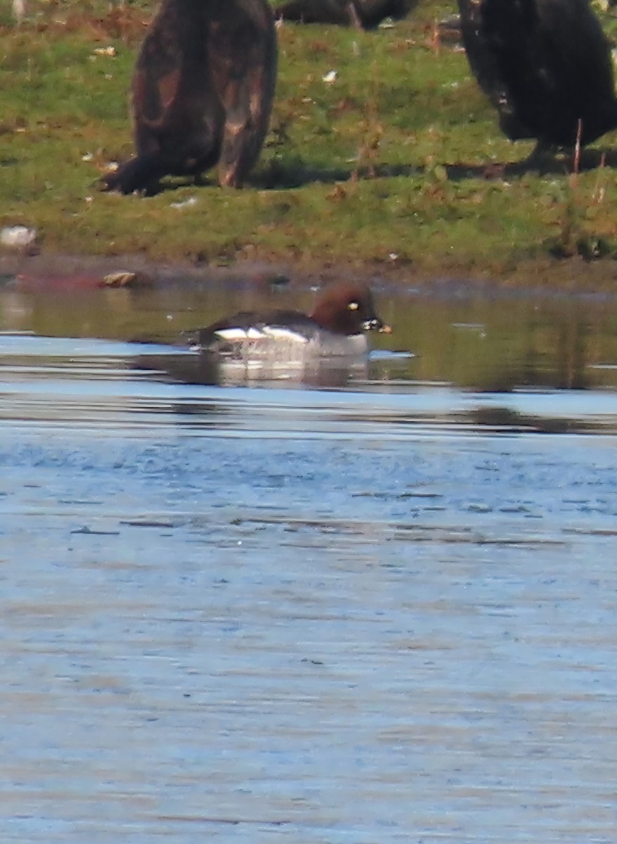 Common Goldeneye - ML645601845