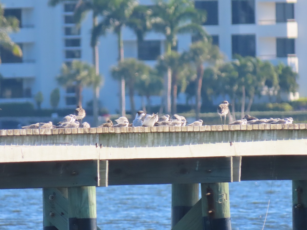 Txirri zuria - ML645601856